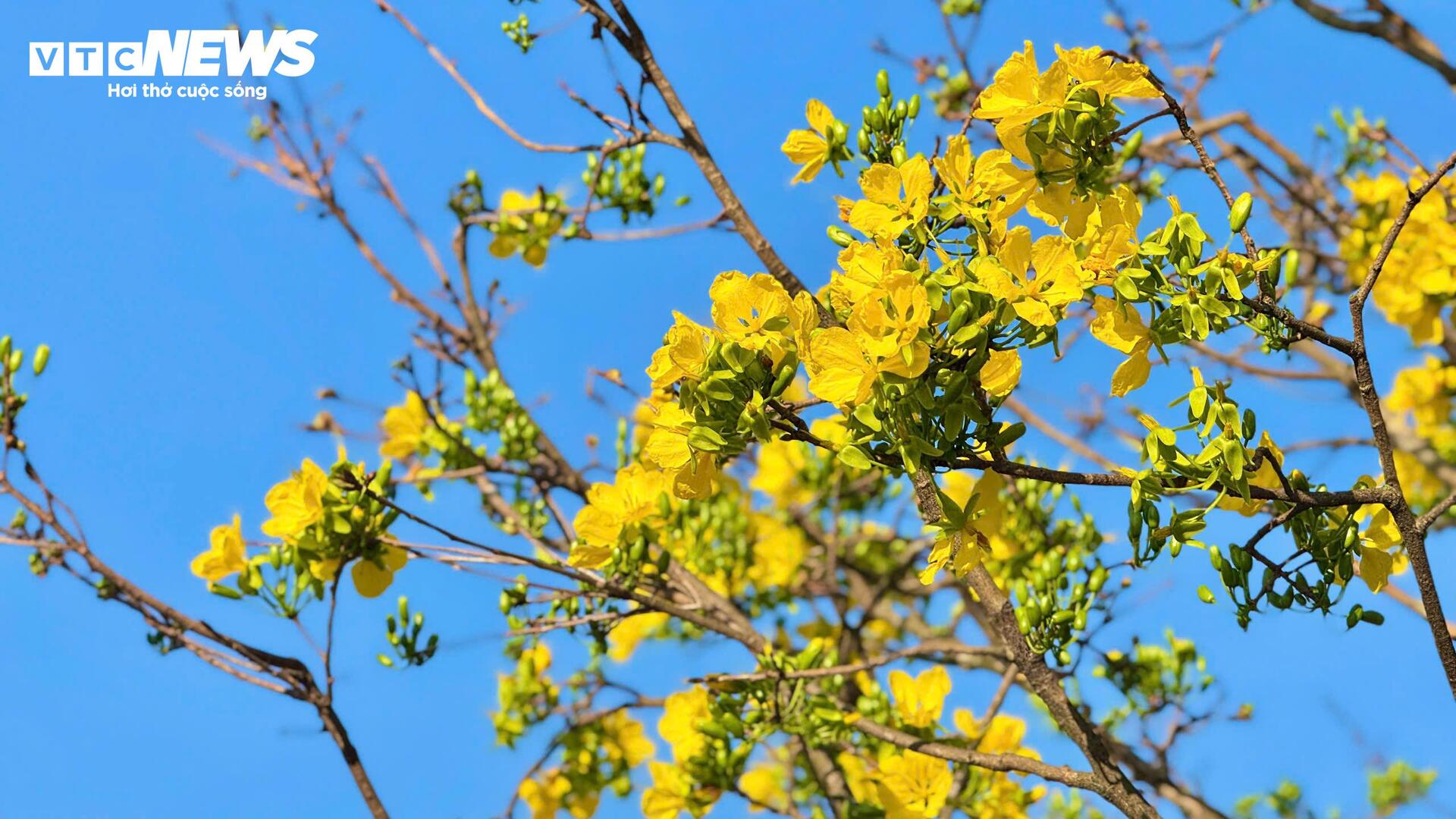 Chi&ecirc;m ngưỡng mai v&agrave;ng ngũ ph&uacute;c tiền tỷ nổi bật tại chợ hoa Xu&acirc;n Quảng Ng&atilde;i 2026 - Ảnh 5.