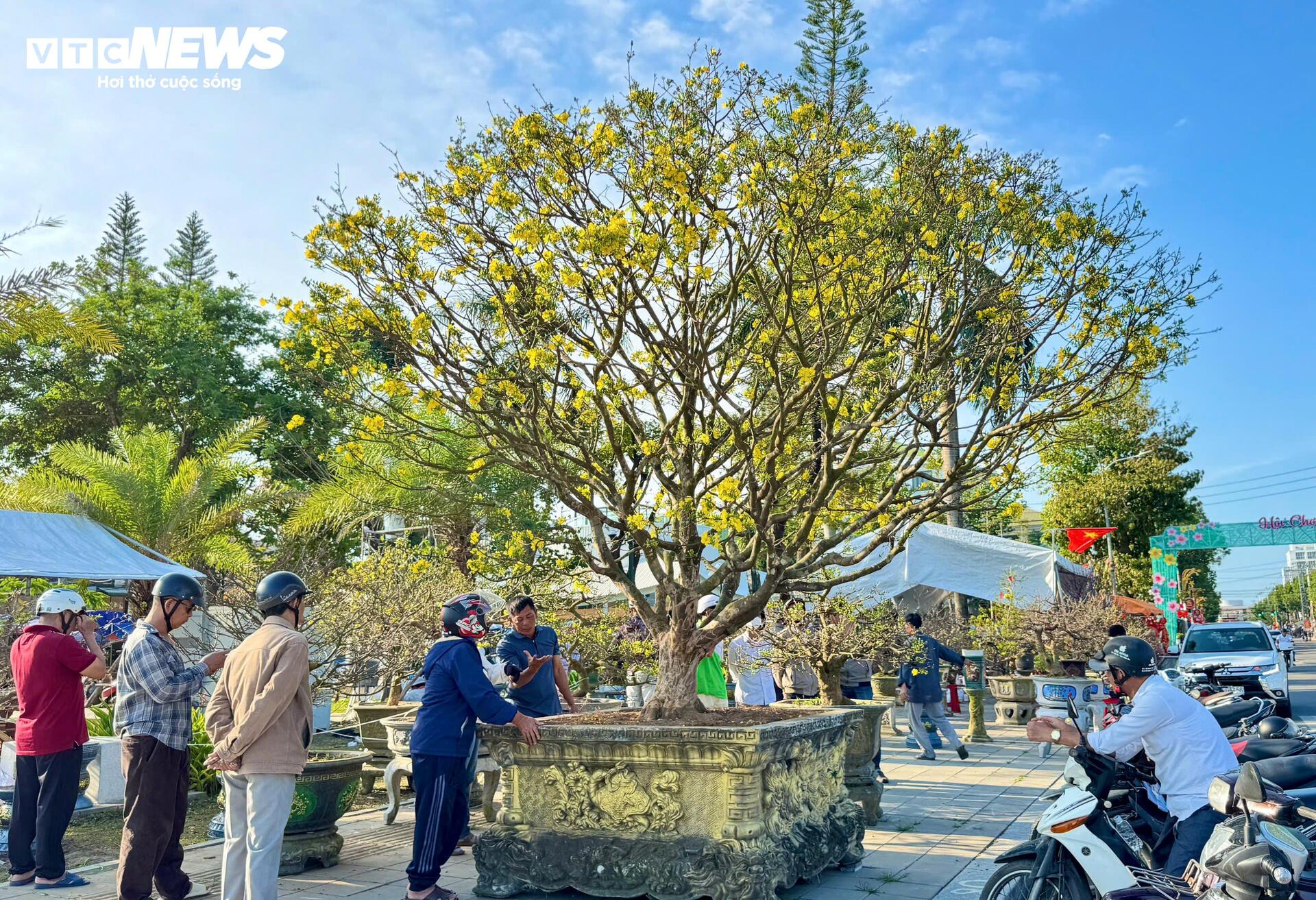 Chi&ecirc;m ngưỡng mai v&agrave;ng ngũ ph&uacute;c tiền tỷ nổi bật tại chợ hoa Xu&acirc;n Quảng Ng&atilde;i 2026 - Ảnh 1.
