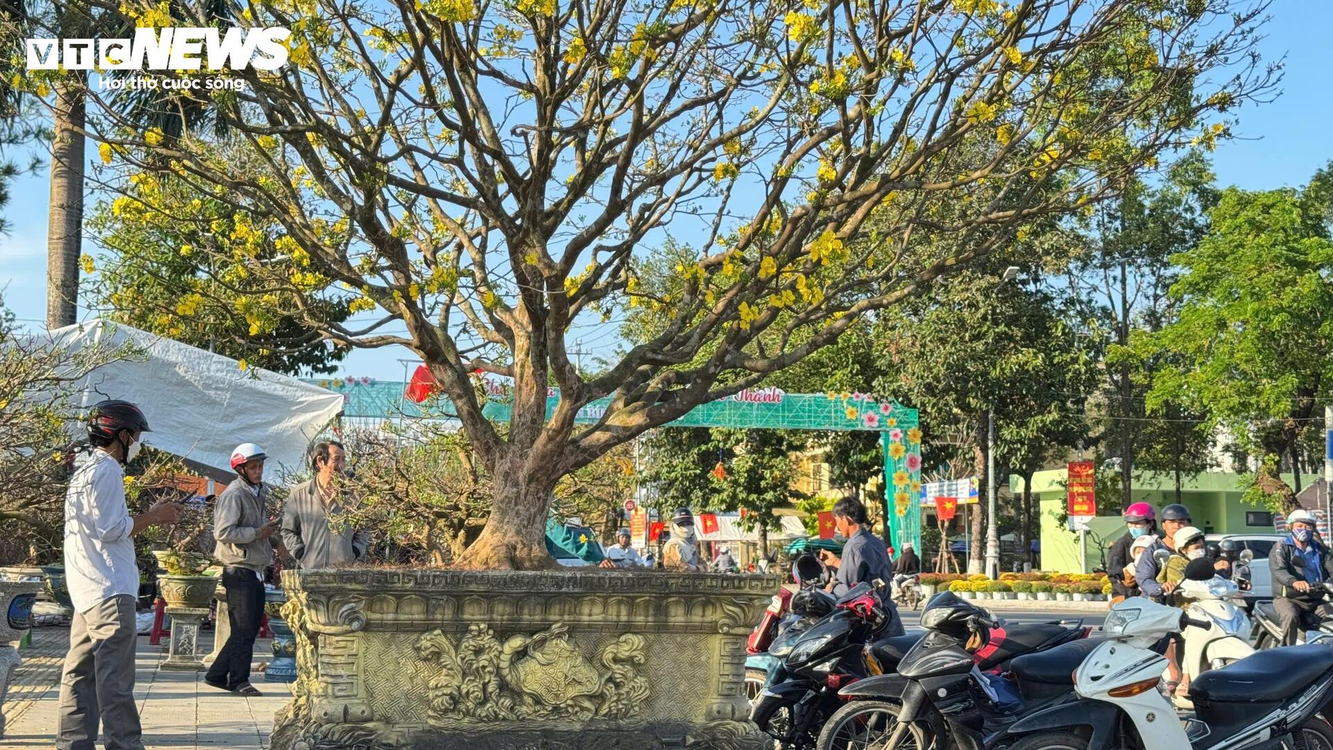 Chi&ecirc;m ngưỡng mai v&agrave;ng ngũ ph&uacute;c tiền tỷ nổi bật tại chợ hoa Xu&acirc;n Quảng Ng&atilde;i 2026 - Ảnh 6.