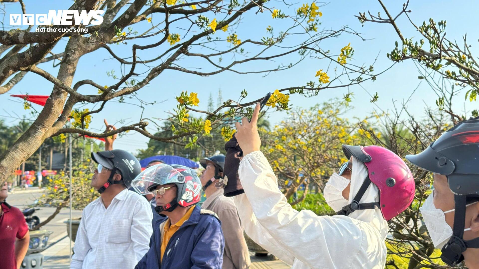 Chi&ecirc;m ngưỡng mai v&agrave;ng ngũ ph&uacute;c tiền tỷ nổi bật tại chợ hoa Xu&acirc;n Quảng Ng&atilde;i 2026 - Ảnh 7.