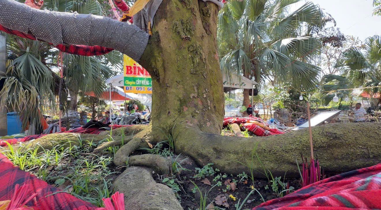C&acirc;y mai v&agrave;ng &ldquo; Nghinh Xu&acirc;n B&iacute;nh Ngọ &rdquo; rao b&aacute;n 3 , 7 tỉ đồng ở An Giang - Ảnh 2.