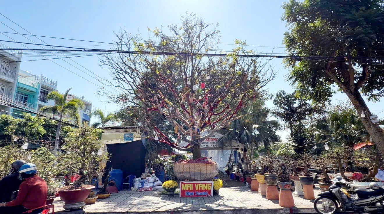 C&acirc;y mai v&agrave;ng &ldquo; Nghinh Xu&acirc;n B&iacute;nh Ngọ &rdquo; rao b&aacute;n 3 , 7 tỉ đồng ở An Giang - Ảnh 1.
