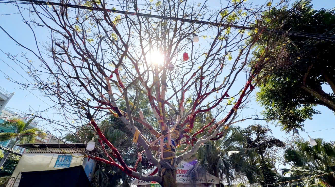 C&acirc;y mai v&agrave;ng &ldquo; Nghinh Xu&acirc;n B&iacute;nh Ngọ &rdquo; rao b&aacute;n 3 , 7 tỉ đồng ở An Giang - Ảnh 3.