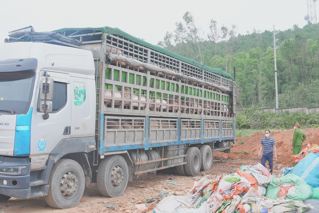 Ph&aacute;t hiện xe tải chở lợn nhiễm dịch tả ch&acirc;u Phi tại Nghệ An năm 2026 - Ảnh 1.