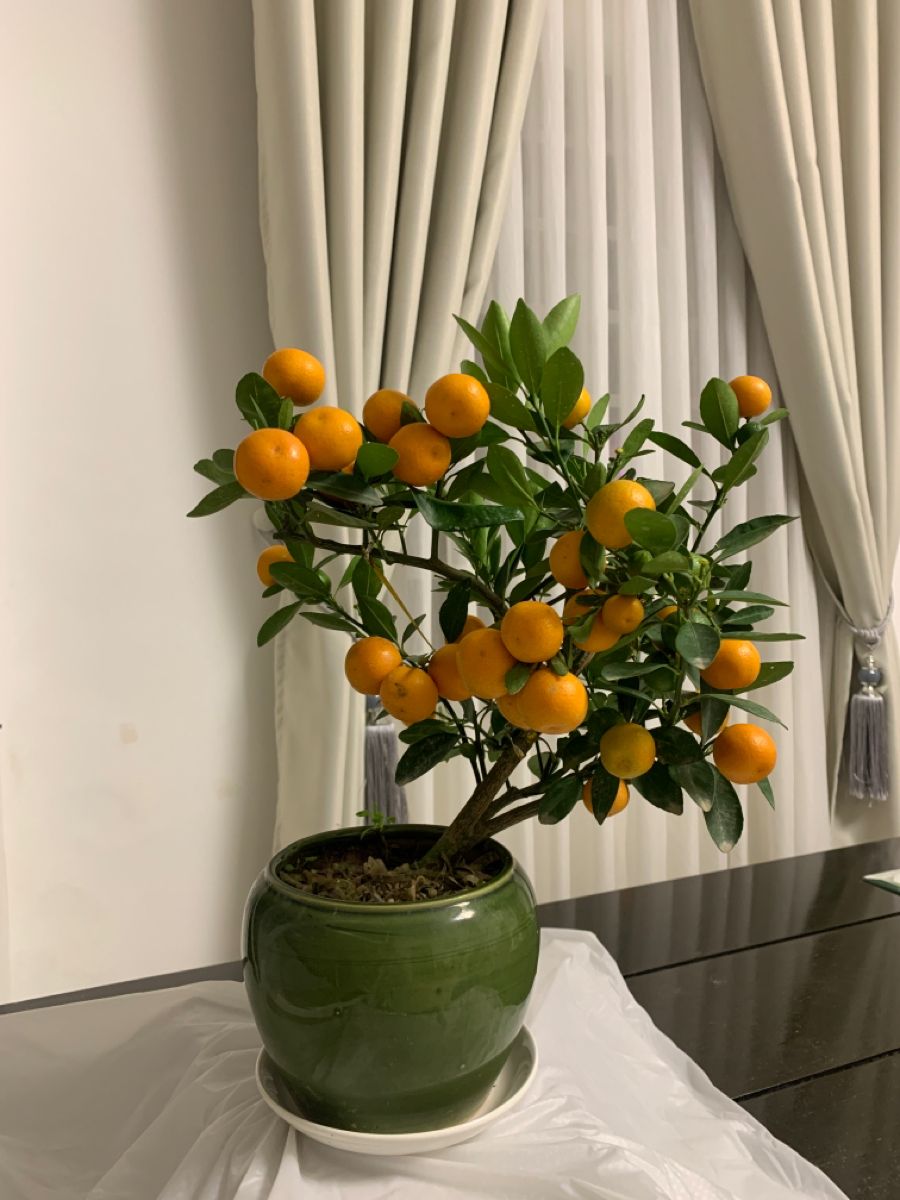 5 lọai c&acirc;y h&uacute;t độc tố, mang t&agrave;i lộc cho năm 2026  - Ảnh 2.