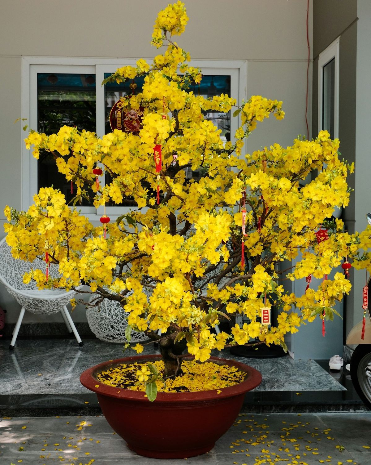 5 lọai c&acirc;y h&uacute;t độc tố, mang t&agrave;i lộc cho năm 2026  - Ảnh 5.