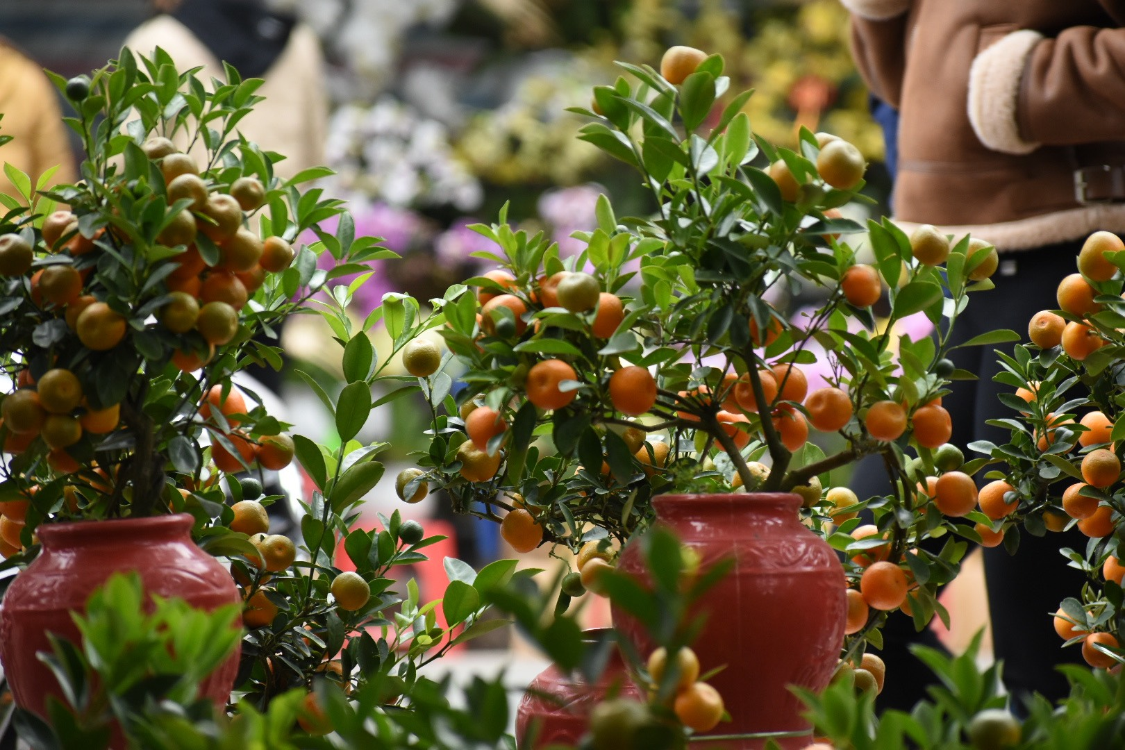 3 loại c&acirc;y mang lại may mắn v&agrave; t&agrave;i lộc trong Tết B&iacute;nh Ngọ 2026 - Ảnh 1.