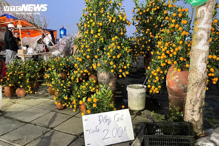 Tiểu thương Hà Nội giảm giá đào quất trước Tết Nguyên đán Bính Ngọ 2026 - Ảnh 2.