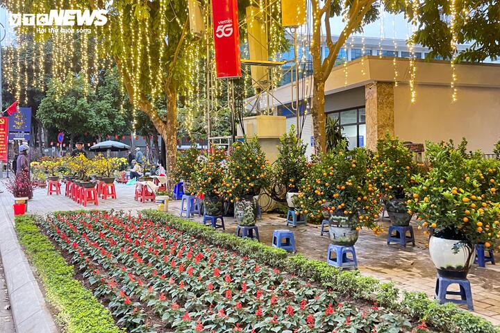 Tiểu thương Hà Nội giảm giá đào quất trước Tết Nguyên đán Bính Ngọ 2026 - Ảnh 3.