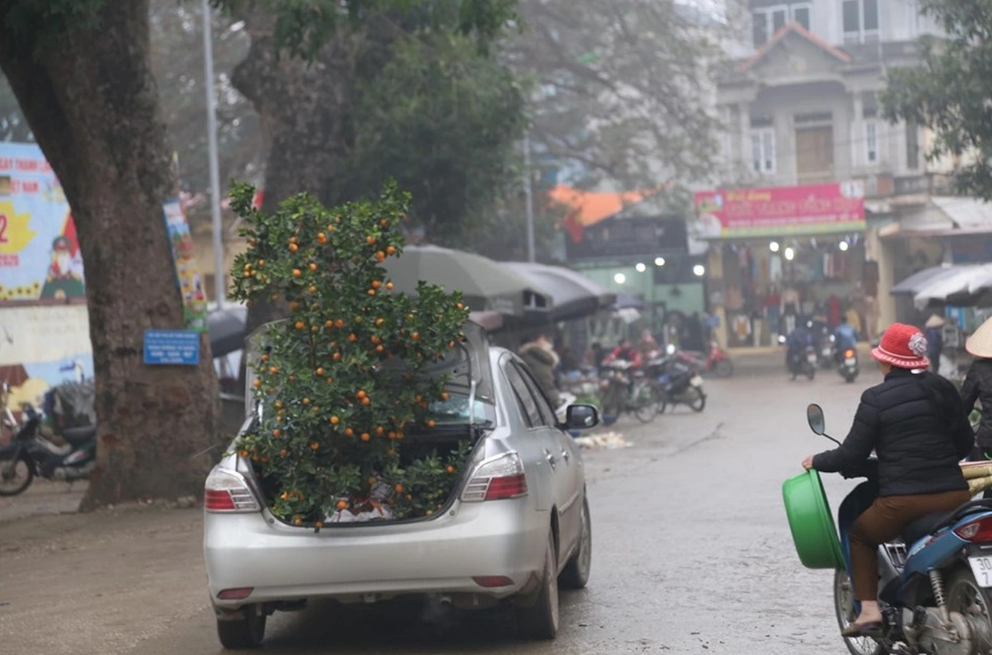 Giữa chợ Tết đông nghịt người, tôi ngượng ngùng để bố vợ nhét cây quất to vào cốp xe mình, kết quả sau đó cay đắng vô cùng - Ảnh 1.