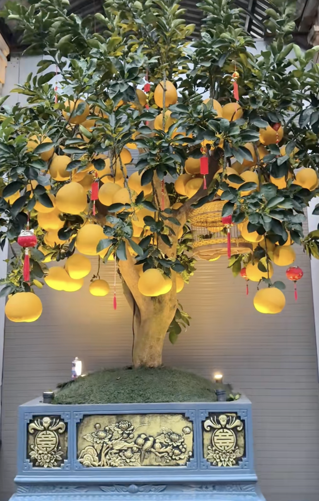 Không khí Tết rộn ràng nhà Quang Hải: Chu Thanh Huyền 