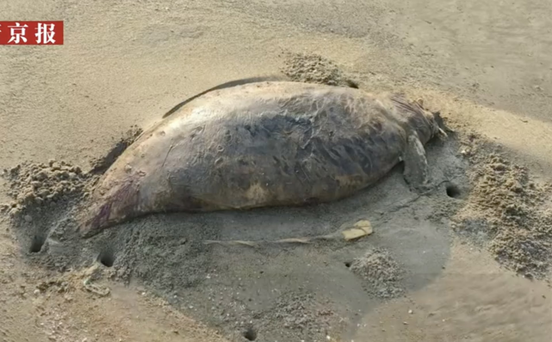 &ldquo;N&agrave;ng ti&ecirc;n c&aacute;&rdquo; đ&atilde; tuyệt chủng vừa t&aacute;i xuất? Ph&aacute;t hiện x&aacute;c sinh vật b&iacute; ẩn d&agrave;i 1,5 m&eacute;t, phần đầu đ&atilde; ph&acirc;n hủy- Ảnh 2.