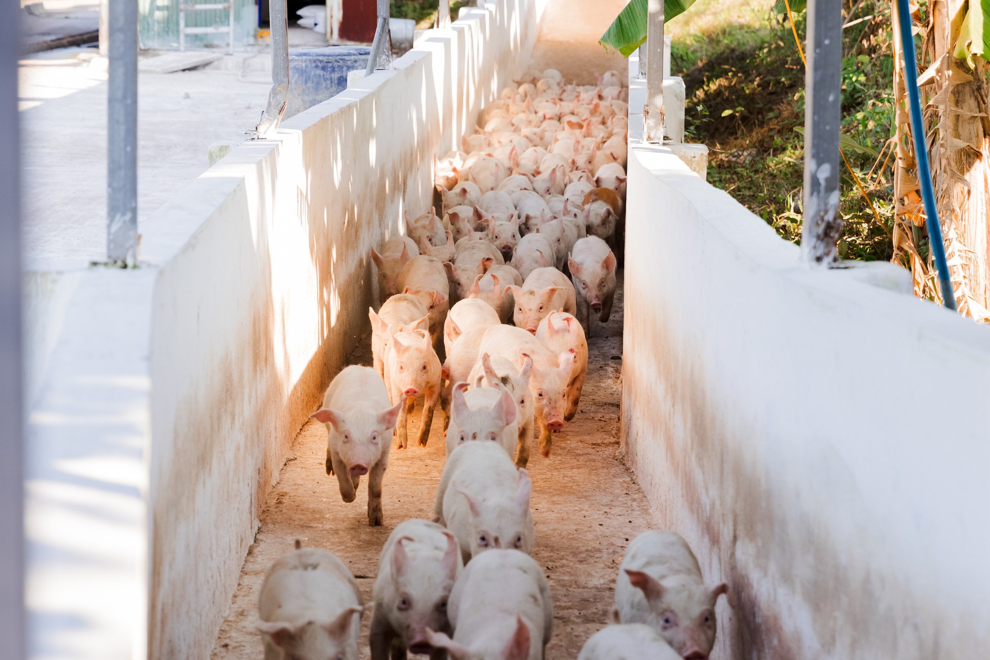 Mỗi 100 đồng vốn "đẻ" ra 83 đồng l&atilde;i: H&eacute; lộ "cỗ m&aacute;y in tiền" ph&iacute;a sau lợi nhuận khủng- Ảnh 2.