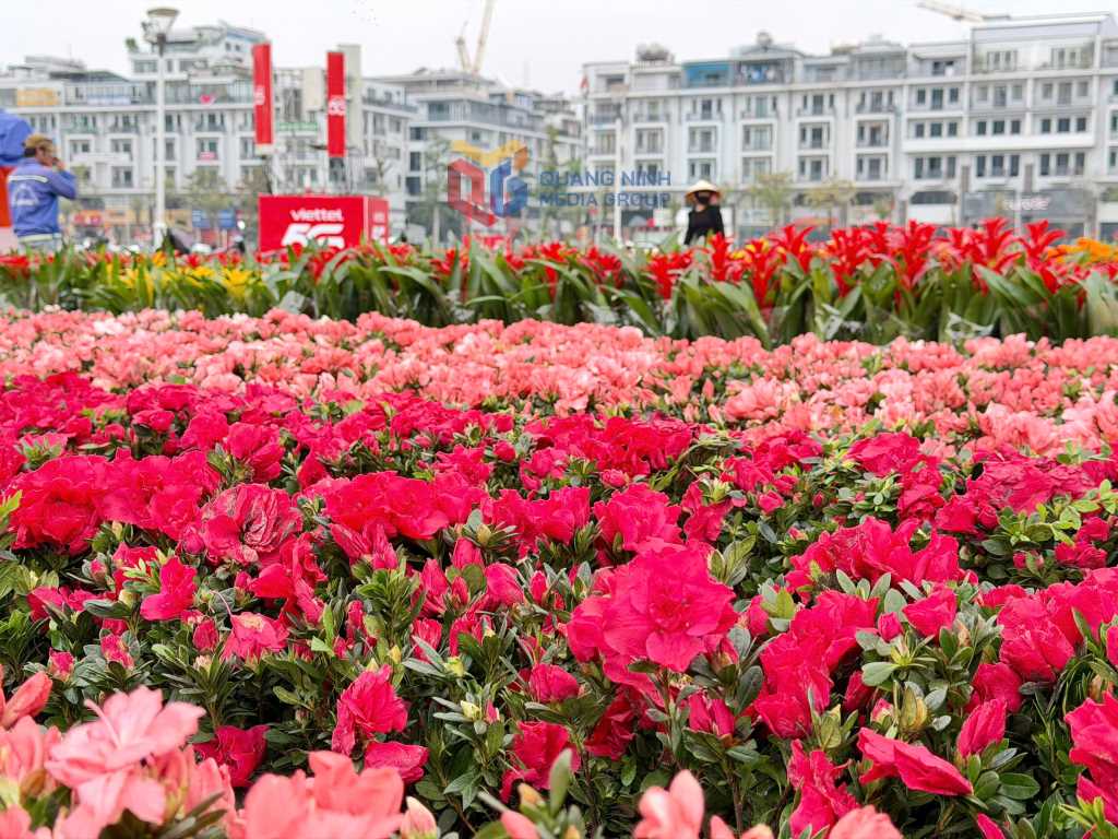 Ng&agrave;y mai, một sự kiện đặc biệt sẽ diễn ra tại Quảng Ninh - Ảnh 3.