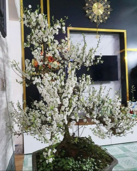 Nhất chi mai - vua hoa Tết nở đẹp như tranh - Ảnh 5.