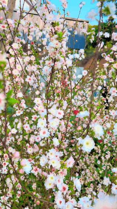 Nhất chi mai - vua hoa Tết nở đẹp như tranh - Ảnh 2.