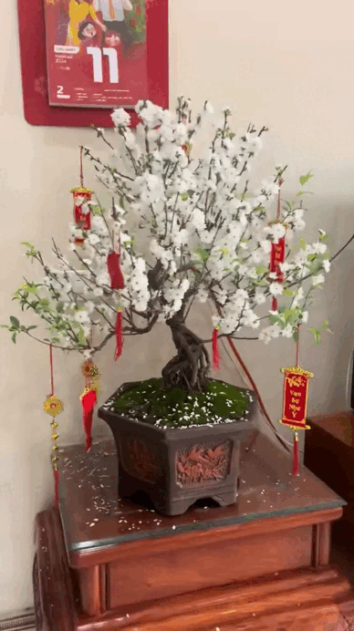 Nhất chi mai - vua hoa Tết nở đẹp như tranh - Ảnh 1.