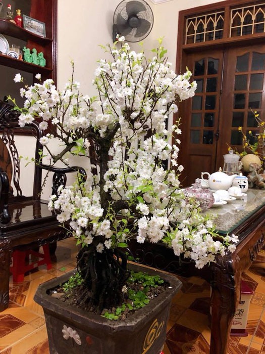 Nhất chi mai - vua hoa Tết nở đẹp như tranh - Ảnh 4.