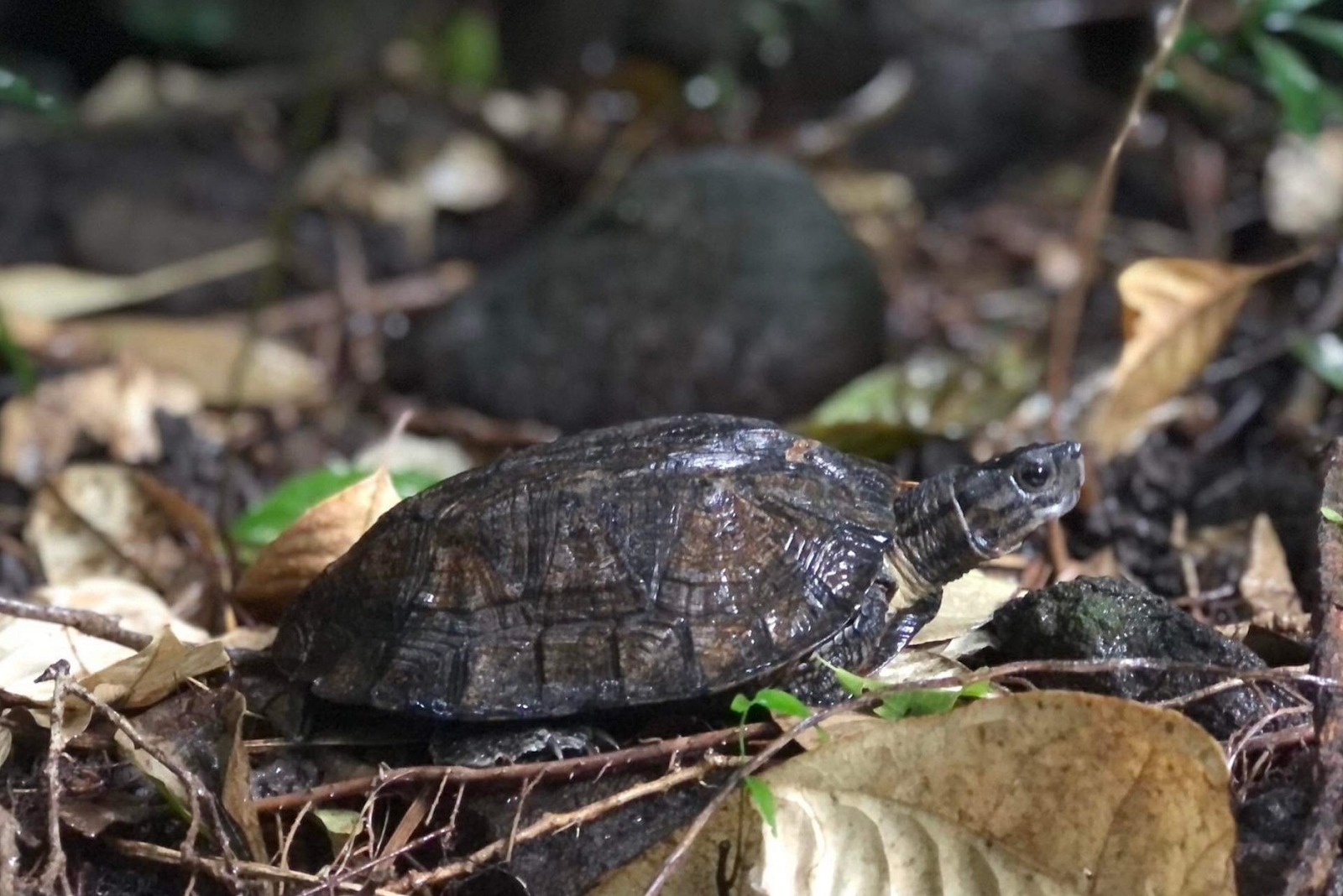 Cận Tết 2026: 6 dấu hiệu may mắn cho gia đ&igrave;nh bạn - Ảnh 3.