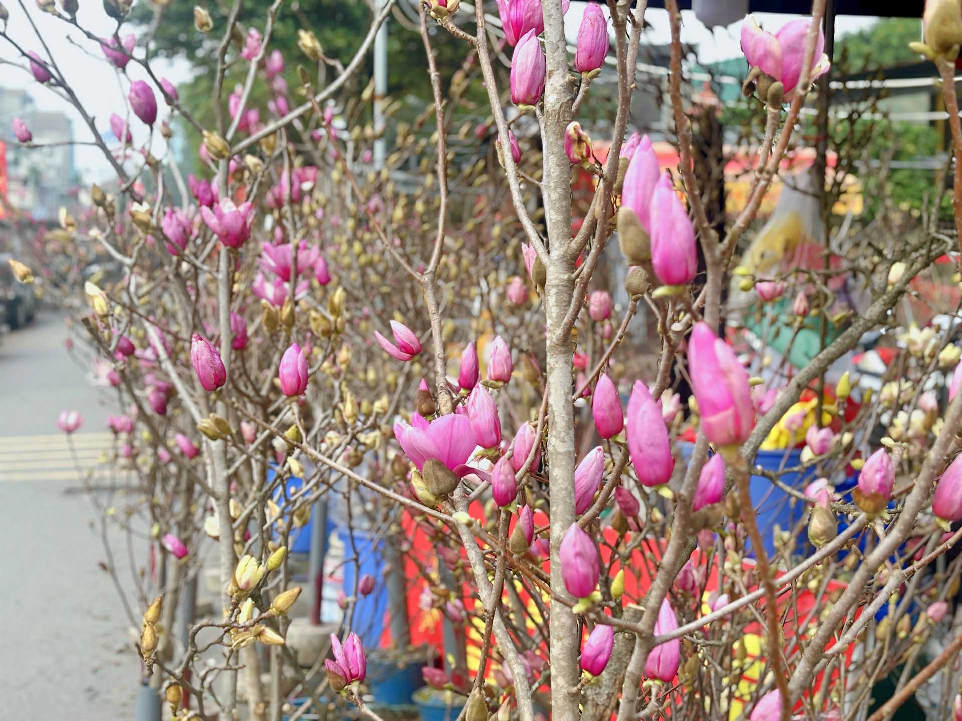 Cập nhật gi&aacute; cả hoa ng&agrave;y 28 Tết: Tuyết mai rẻ bất ngờ, c&uacute;c đẹp &ldquo;đỉnh cao&rdquo;, mộc lan trở th&agrave;nh hot trend - Ảnh 8.