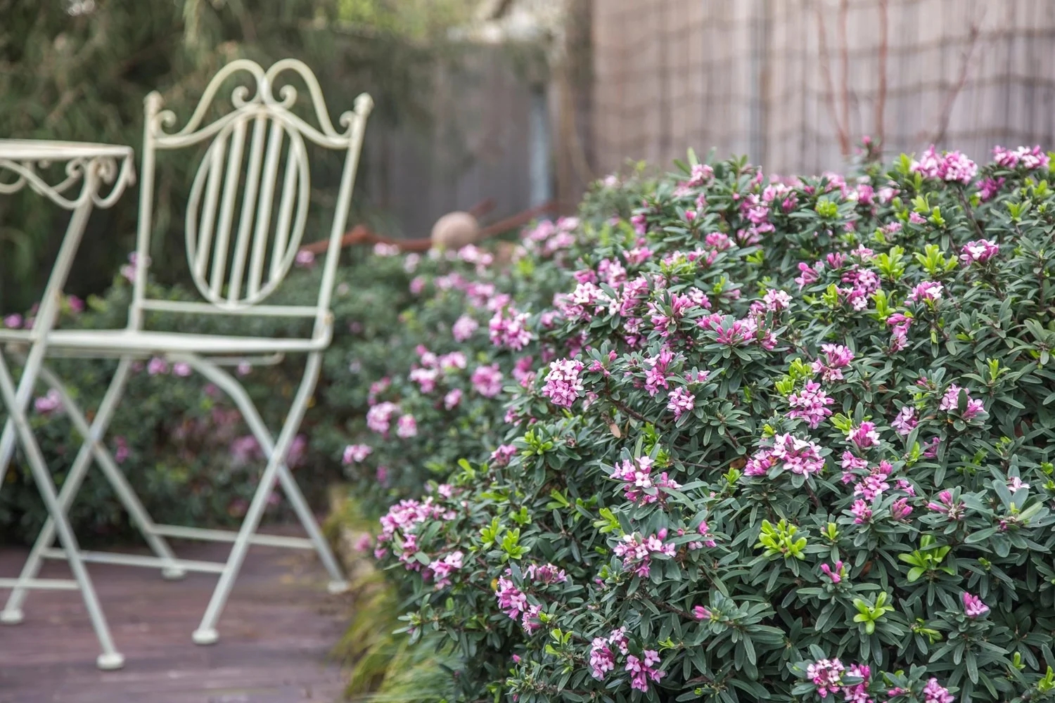 3 Loại Cây “Đại Cát Đại Lợi” Nên Trồng Trong Nhà Dịp Năm Mới 3 Loại Cây “Đại Cát Đại Lợi” Nên Trồng Trong Nhà Dịp Năm Mới - Ảnh 3.