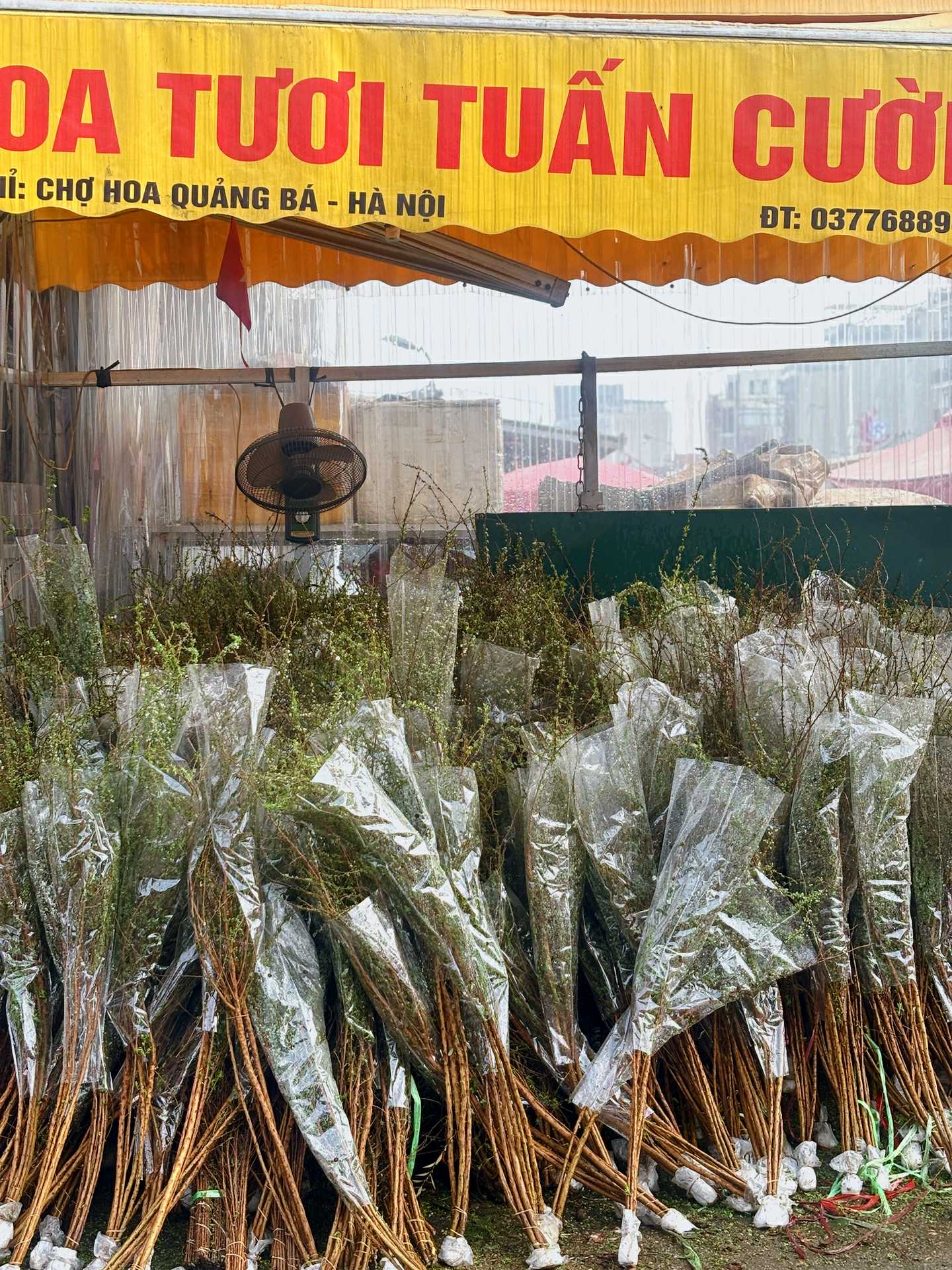 Cập nhật gi&aacute; cả hoa ng&agrave;y 28 Tết: Tuyết mai rẻ bất ngờ, c&uacute;c đẹp &ldquo;đỉnh cao&rdquo;, mộc lan trở th&agrave;nh hot trend - Ảnh 1.