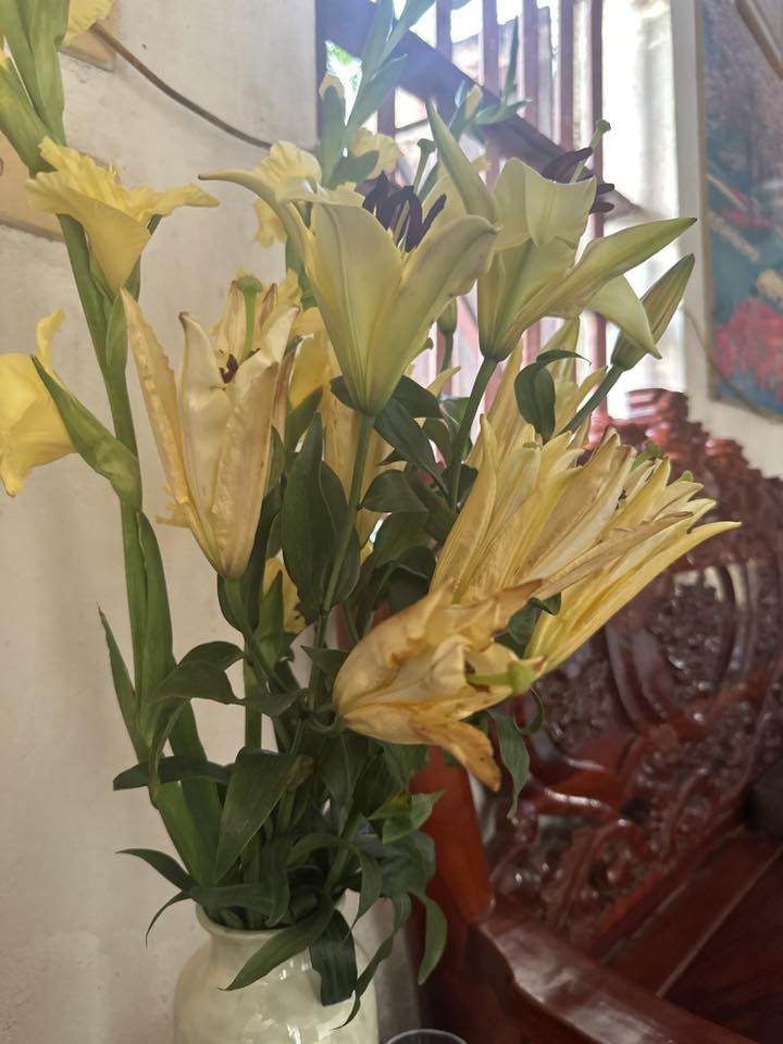 Kinh nghiệm chọn và cắm hoa ly kép ngày Tết không bị cháy cánh - Ảnh 5.