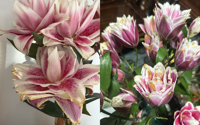 Kinh nghiệm chọn và cắm hoa ly kép ngày Tết không bị cháy cánh - Ảnh 1.