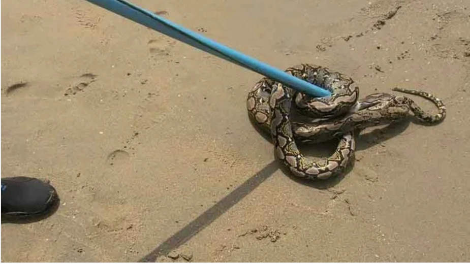 Sinh vật dài ngoằn bất ngờ trồi lên từ biển giữa bãi tắm đông nghịt, du khách hoảng loạn bỏ chạy - Ảnh 2.