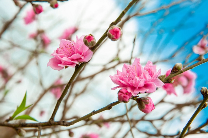 Tại sao th&aacute;ng 1 gọi l&agrave; th&aacute;ng Gi&ecirc;ng v&agrave; &yacute; nghĩa văn h&oacute;a đặc biệt - Ảnh 1.