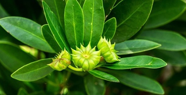 (Tết) Việt Nam vừa xuất khẩu hơn 1.000 tấn hoa từ c&acirc;y &lsquo;bạc tỷ&rsquo;: Thu về hơn 4 triệu USD, doanh nghiệp n&agrave;o đ&oacute;ng g&oacute;p lớn nhất? - Ảnh 1.