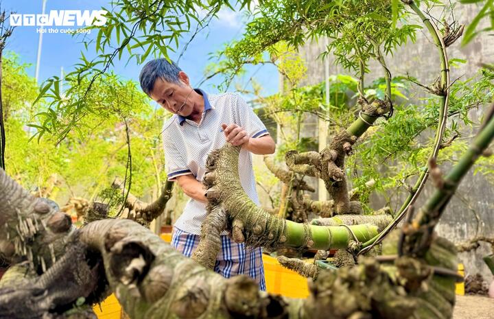 Biến gốc tre thành bonsai độc đáo ở Quảng Ngãi: Nghệ thuật từ thiên nhiên 2026 - Ảnh 10.