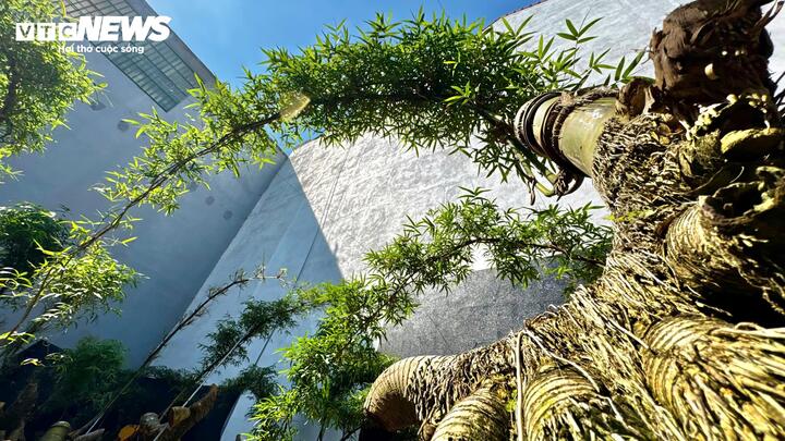 Biến gốc tre thành bonsai độc đáo ở Quảng Ngãi: Nghệ thuật từ thiên nhiên 2026 - Ảnh 6.