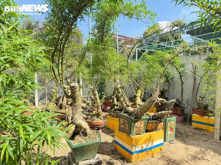 Biến gốc tre thành bonsai độc đáo ở Quảng Ngãi: Nghệ thuật từ thiên nhiên 2026 - Ảnh 2.