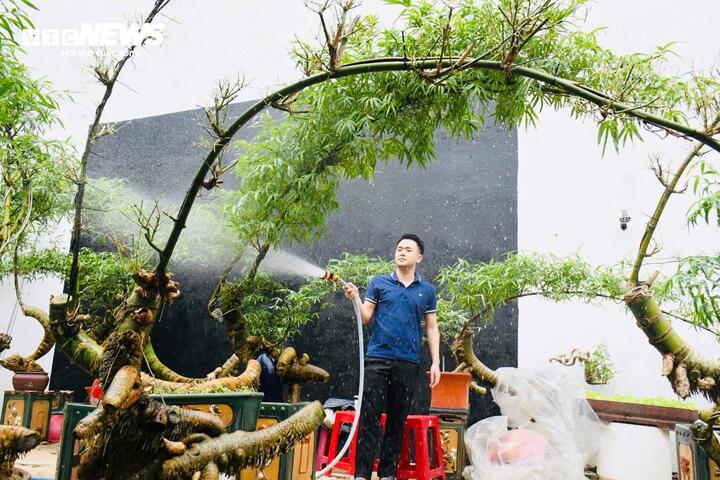 Biến gốc tre thành bonsai độc đáo ở Quảng Ngãi: Nghệ thuật từ thiên nhiên 2026 - Ảnh 5.