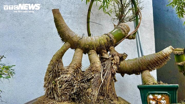 Biến gốc tre thành bonsai độc đáo ở Quảng Ngãi: Nghệ thuật từ thiên nhiên 2026 - Ảnh 3.