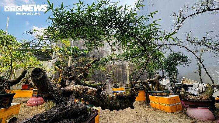 Biến gốc tre thành bonsai độc đáo ở Quảng Ngãi: Nghệ thuật từ thiên nhiên 2026 - Ảnh 9.