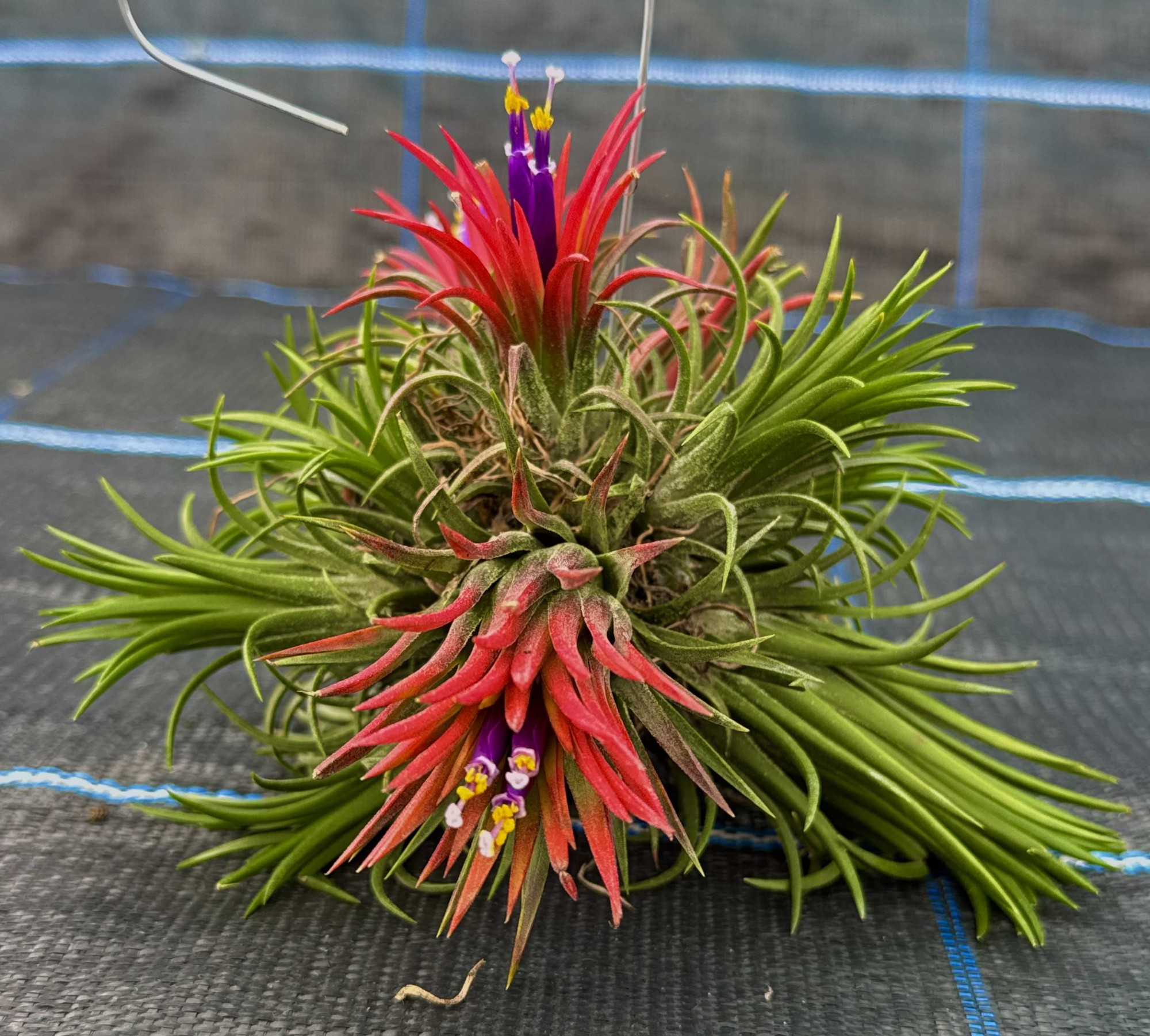 - Ảnh 1. - Ảnh 1.