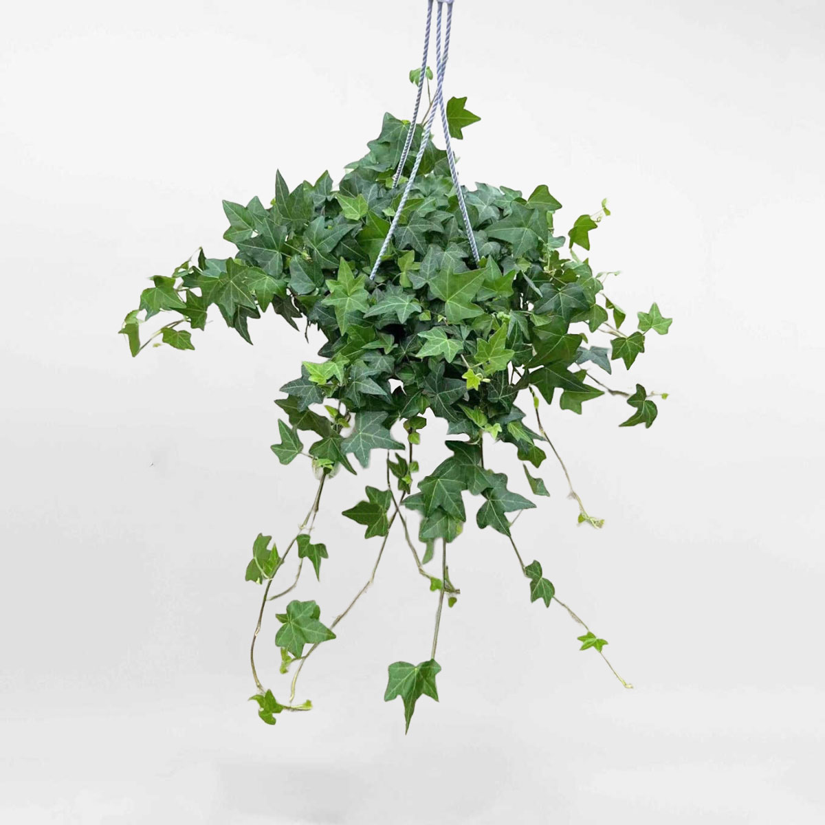 - Ảnh 3. - Ảnh 3.