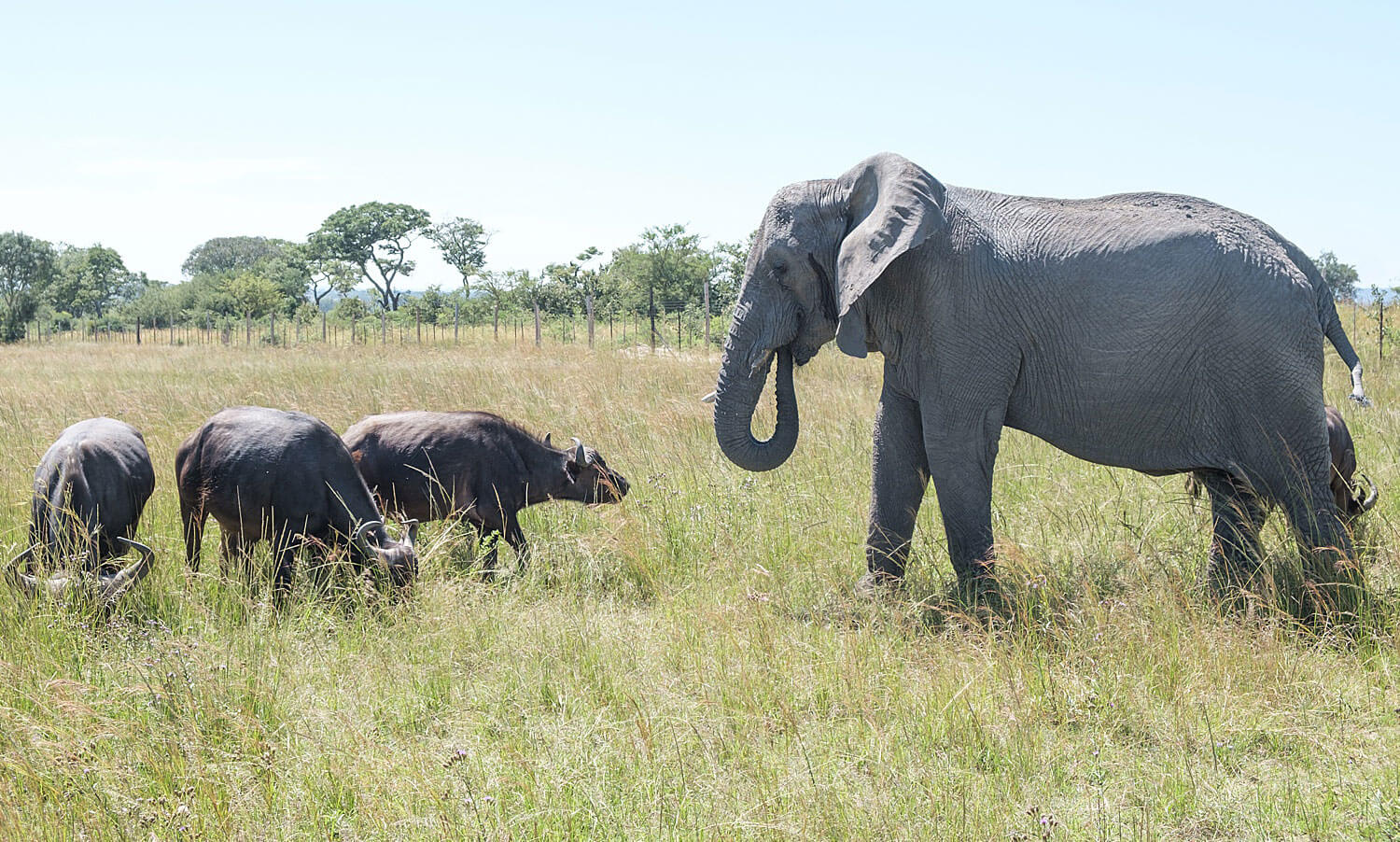 Con voi n&agrave;y tưởng m&igrave;nh l&agrave; tr&acirc;u, thậm ch&iacute; trở th&agrave;nh thủ lĩnh đ&agrave;n tr&acirc;u v&agrave; đ&atilde; giết chết 14 con tr&acirc;u đực đến th&aacute;ch đấu - Ảnh 3.