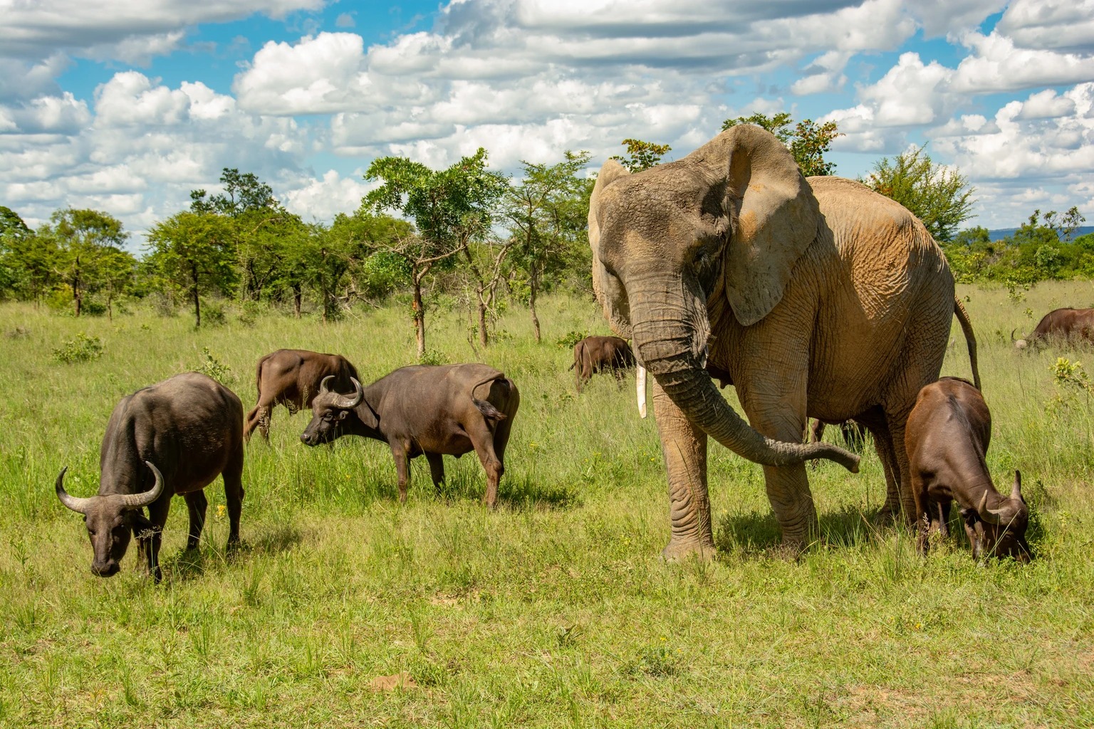 Con voi n&agrave;y tưởng m&igrave;nh l&agrave; tr&acirc;u, thậm ch&iacute; trở th&agrave;nh thủ lĩnh đ&agrave;n tr&acirc;u v&agrave; đ&atilde; giết chết 14 con tr&acirc;u đực đến th&aacute;ch đấu - Ảnh 4.