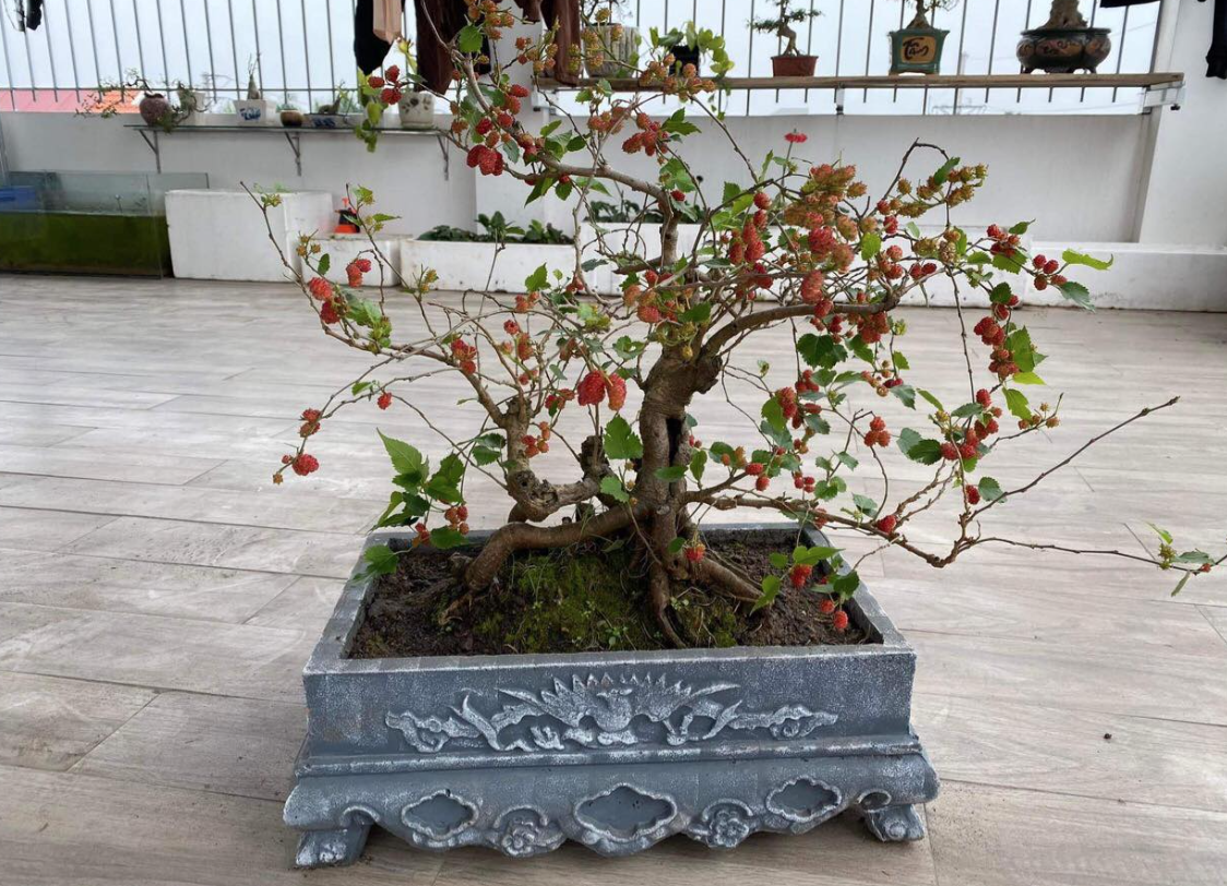 3 loại c&acirc;y kh&ocirc;ng n&ecirc;n trồng trong năm B&iacute;nh Ngọ- Ảnh 3.