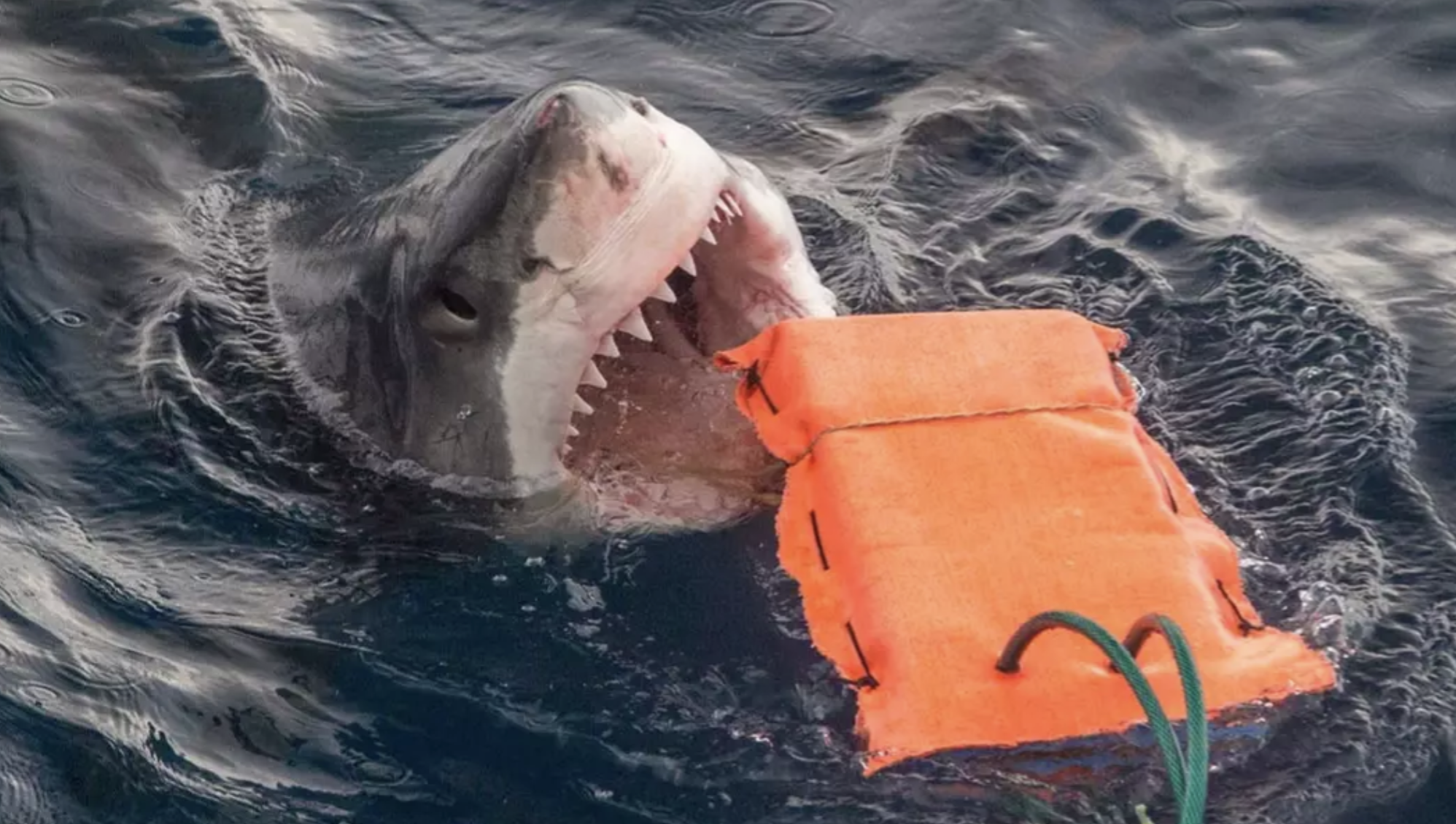 Cậu b&eacute; 13 tuổi bị c&aacute; mập tấn c&ocirc;ng tử vong tại b&atilde;i biển nổi tiếng - Ảnh 1.