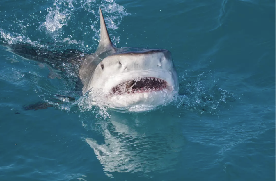 Cậu b&eacute; 13 tuổi bị c&aacute; mập tấn c&ocirc;ng tử vong tại b&atilde;i biển nổi tiếng - Ảnh 2.