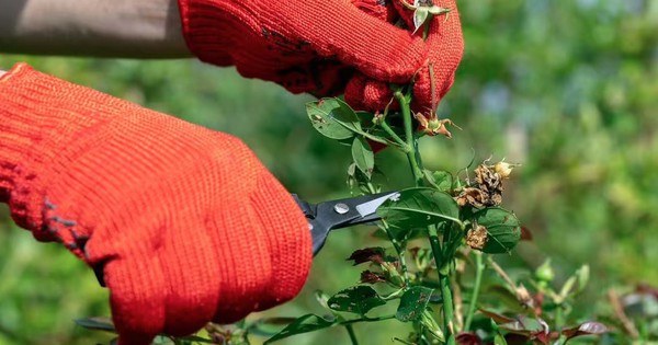 3 loại c&acirc;y cần được cắt tỉa ngay trong th&aacute;ng 2