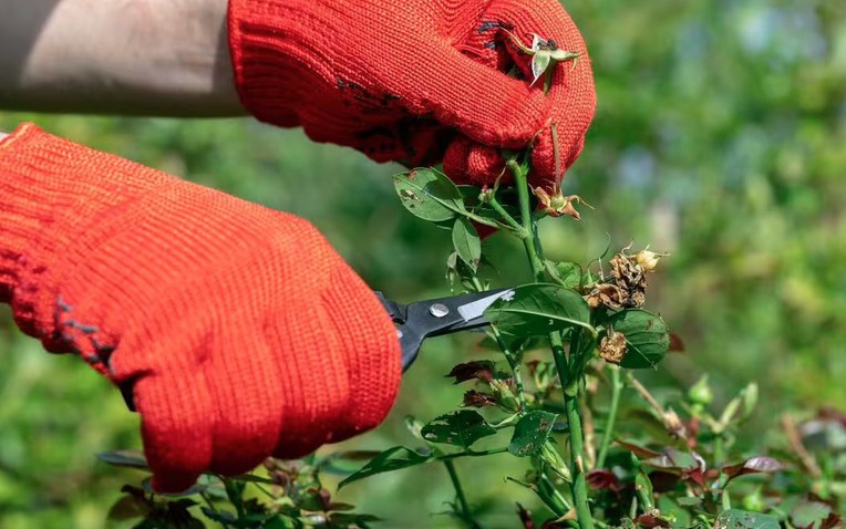 3 Loại Cây Cần Được Cắt Tỉa Ngay Trong Tháng 2 Cat Tia Cay 1770024367060496739047 20 0 677 1051 Crop 17700337420181960871564 1770040967564 1770040967985543930206