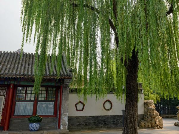 3 loại c&acirc;y kh&ocirc;ng n&ecirc;n trồng trong năm B&iacute;nh Ngọ- Ảnh 2.