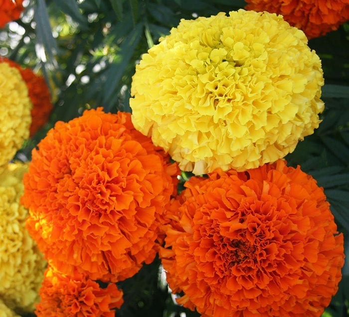 5 loài hoa KHÔNG NÊN trưng bàn thờ Tết: Đẹp nhưng phạm phong thủy, dễ rước xui đầu năm- Ảnh 2. 5 loài hoa KHÔNG NÊN trưng bàn thờ Tết: Đẹp nhưng phạm phong thủy, dễ rước xui đầu năm- Ảnh 2.