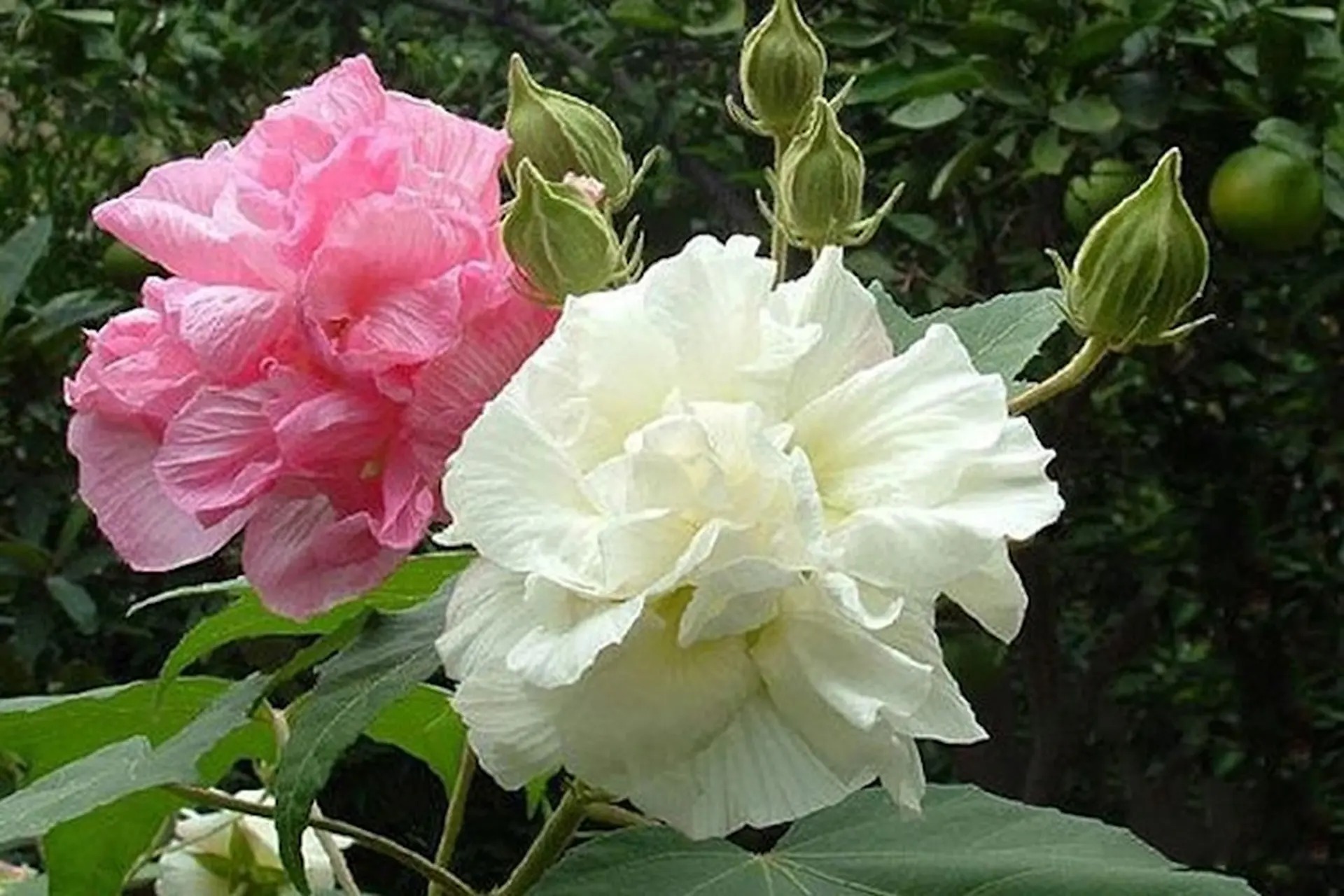 5 loài hoa KHÔNG NÊN trưng bàn thờ Tết: Đẹp nhưng phạm phong thủy, dễ rước xui đầu năm- Ảnh 4. 5 loài hoa KHÔNG NÊN trưng bàn thờ Tết: Đẹp nhưng phạm phong thủy, dễ rước xui đầu năm- Ảnh 4.