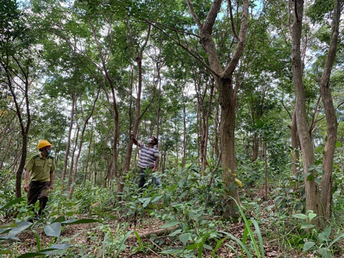 Loại gỗ quý "đắt như vàng" ở Việt Nam: Cần trăm năm để lớn nhưng có thể biến mất chỉ sau một đêm - Ảnh 2.